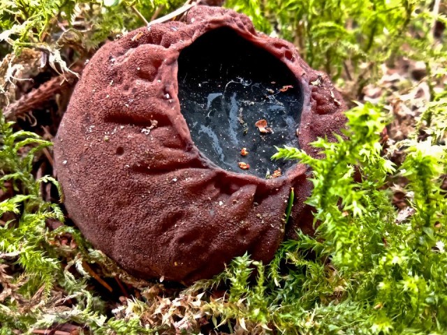Такого в декабре не видели годами: в лесах Талдома нашли краснокнижный гриб