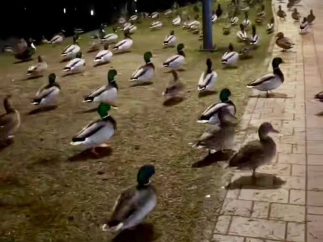 «Зомби-сходка» уток напугала Наро-Фоминск: орнитолог раскрыл правду