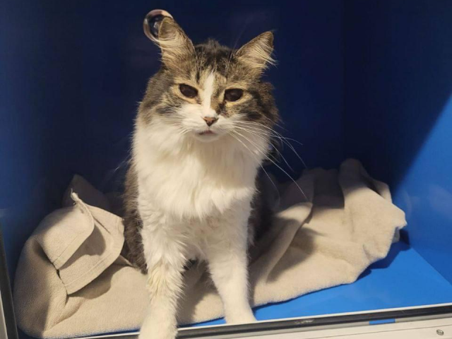 Кот из Химок прошел сложное лечение: советы, которые помогут защитить домашних питомцев от болезней