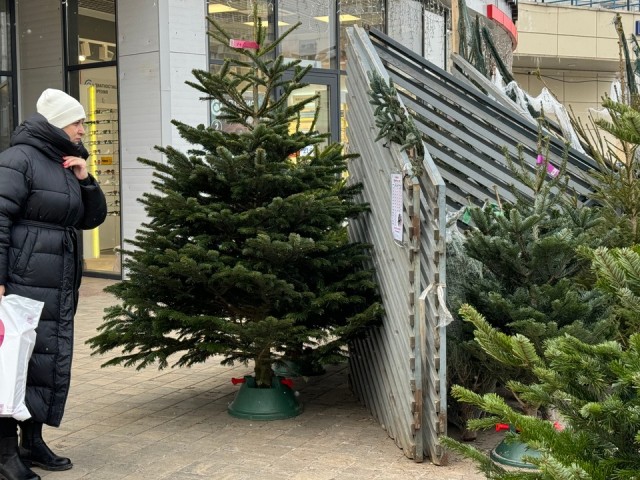 Как выбрать живую елку, чтобы она простояла все праздники: советы от Роспотребнадзора