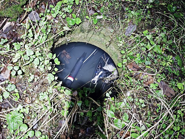 Собака оставила без интернета несколько поселков в Одинцове