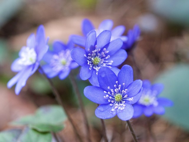 В Дубне в преддверии Нового года начали находить цветы, лечащие печень и желчный