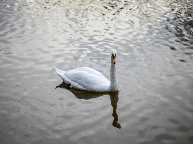 Как одинокий лебедь поселился на Москве-реке в Воскресенске: жители города выясняют судьбу птицы