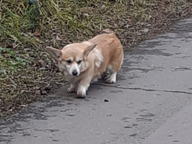 Вырезали матку и выбросили: корги, переставшую рожать, выбросили в мусорку в Подмосковье