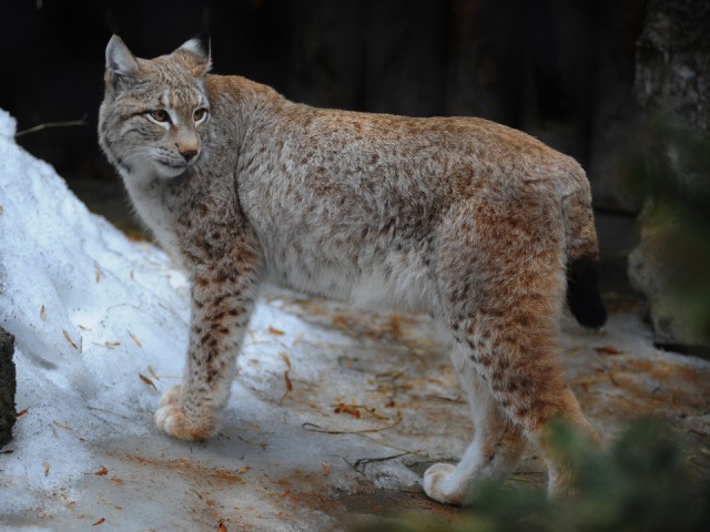 Клинский приют ищет помощи в поисках раненого рысенка в Дубне