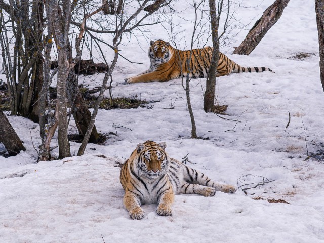Роскошный вольер для тигров построили в Клину