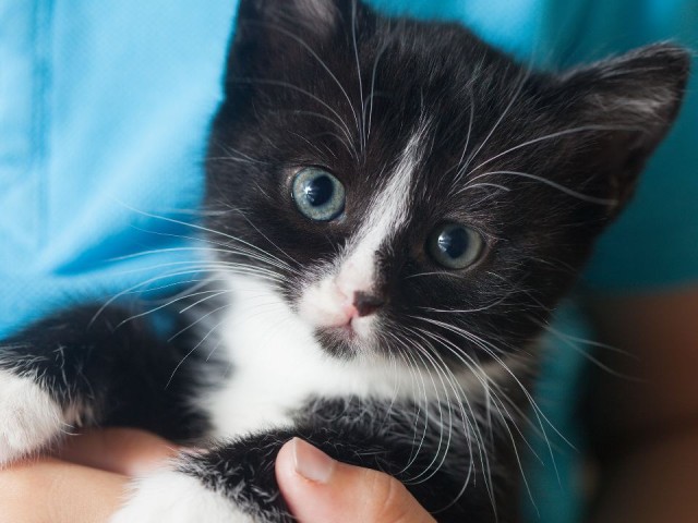 Подарите новый дом на Новый год: выставка котят и щенков из приютов пройдет в Люберцах