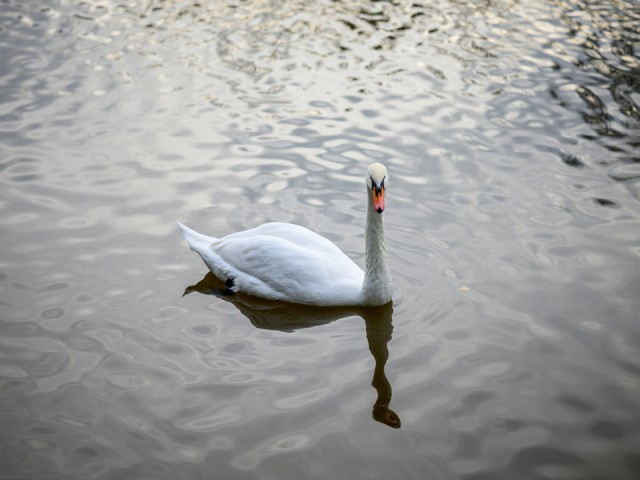 Лебеди из Мытищ устроили себе «субботник» на Яузе