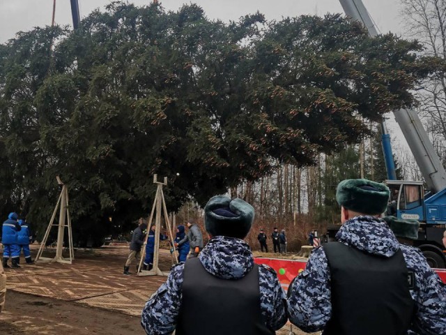 Опубликовано видео, как рубили и везли главную ель страны: редкие кадры 100-летней красавицы, которая скоро засияет в Кремле