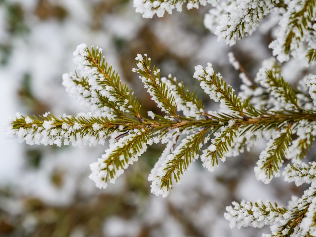 Жители Мытищ написали заявление в полицию на «Гринча», похитившего елку со двора