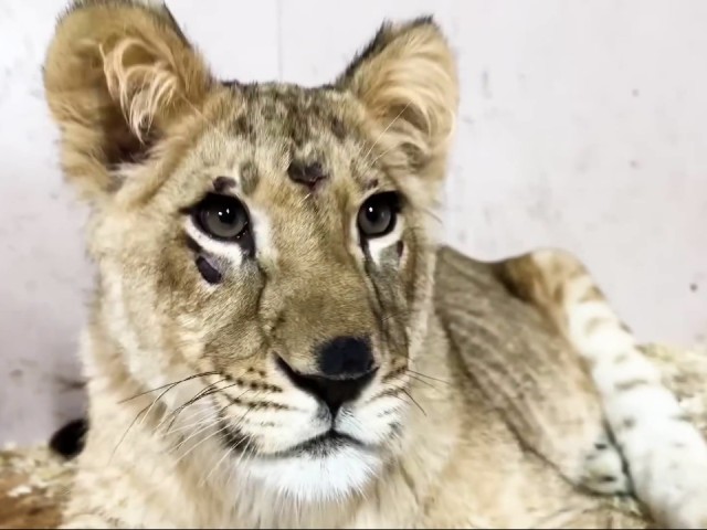 Особенные львята из «Земли Прайда» радуются новому просторному вольеру