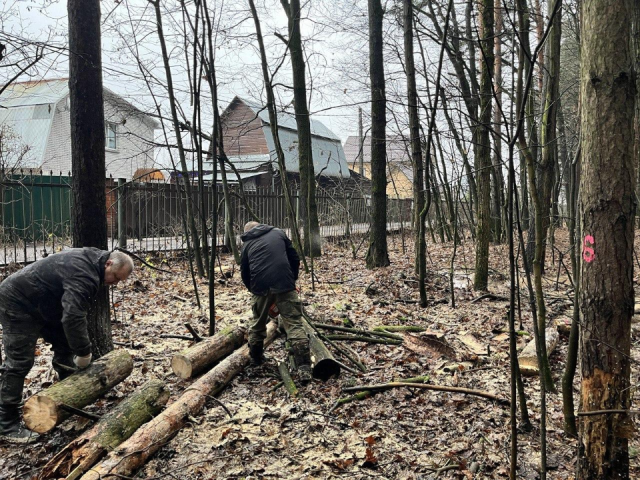 Лесная чистка под присмотром: около СНТ «Ордынцы-2» убрали опасные деревья без риска для жителей
