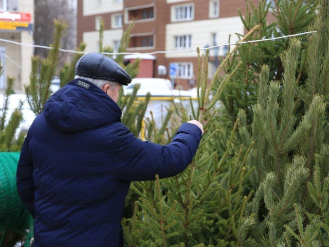 Не просто елка: как покупка праздничного дерева в Долгопрудном помогает природе