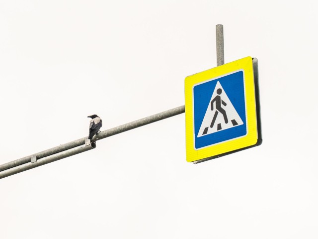 Деревья, знаки и светофоры: в Истринском округе приводят в порядок дороги