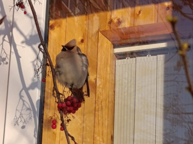Дети будут в восторге: в Селятино можно увидеть «птицу с открытки»