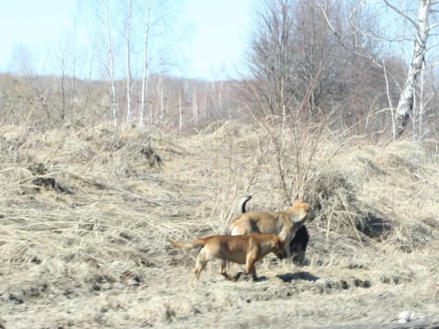 «Собачники» в Кашире-2 получат новую площадку для выгула питомцев, но в лесу