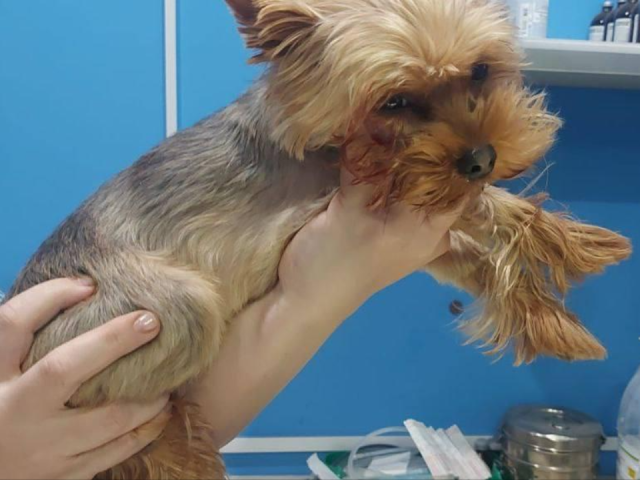 Болел зуб, а пострадал весь организм: в Химках ветеринары спасли йоркширского терьера по кличке Тедди
