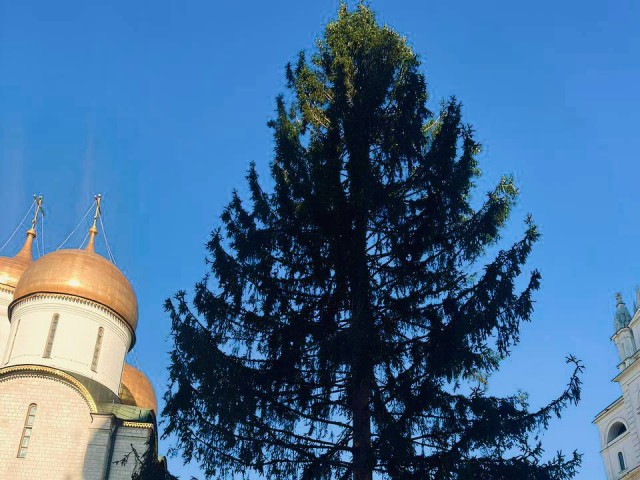 Новогоднюю ель из Рузы в Кремле украсят к праздничным утренникам