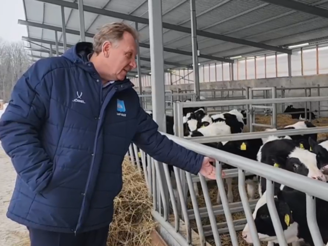 Телята, которые будут давать молоко для зарайцев, на новом месте чувствуют себя прекрасно