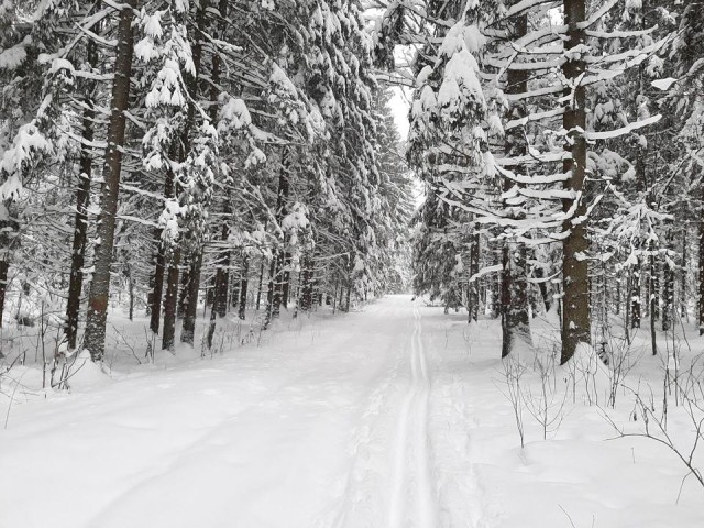 Снег и морозы вернутся в Подмосковье! Синоптик назвал день, когда в регион придет настоящая зима