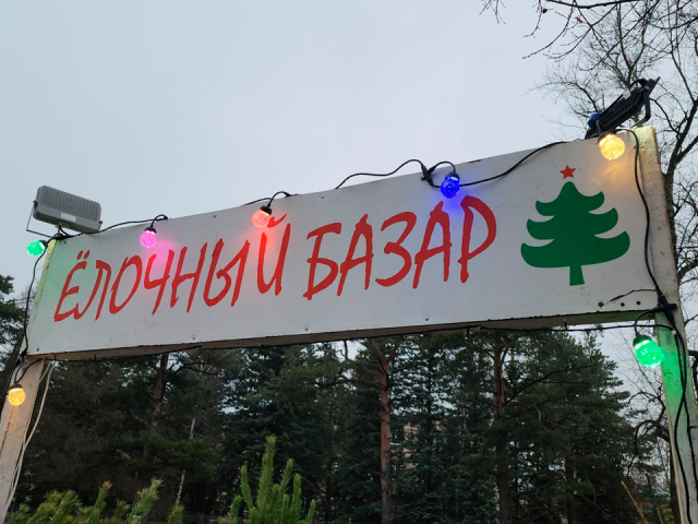 Где купить живую елку вплоть до 31 декабря в Королеве