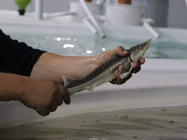 Где в Подмосковье выращивают царскую рыбу? Скоро разрешат еще и рыбалку