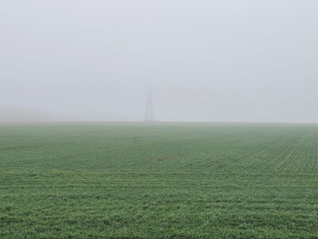 Озерские агрономы контролируют состояние озимых всходов