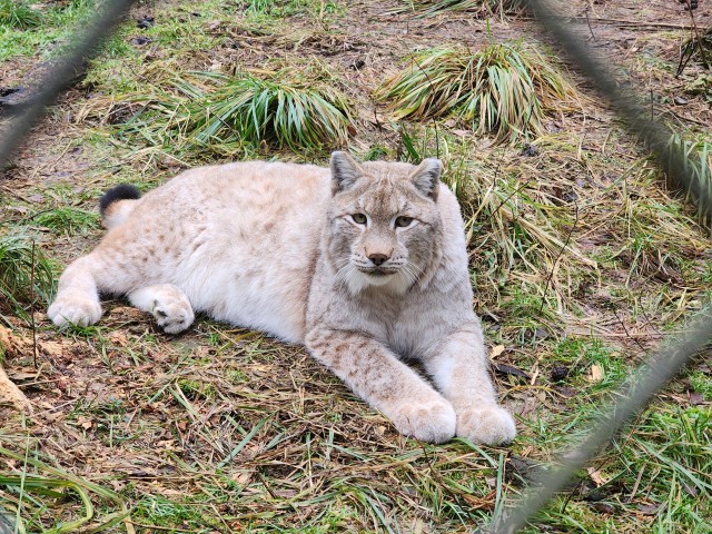 Рыси, каракалы, сервалы: ученые в Черноголовке изучают редких кошачьих