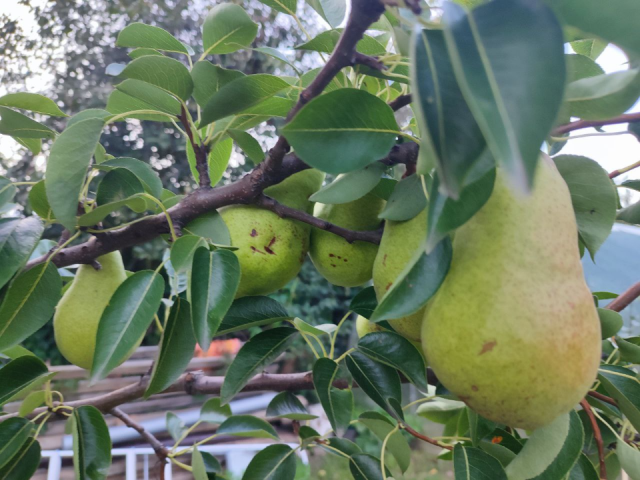 Сажаем кое-что рядом с грушами и получаем тонны сладких плодов: 4 удачных «соседа»