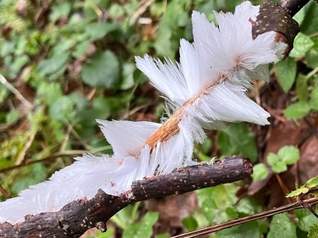 «Ледяную шерсть» обнаружили в щелковском лесу