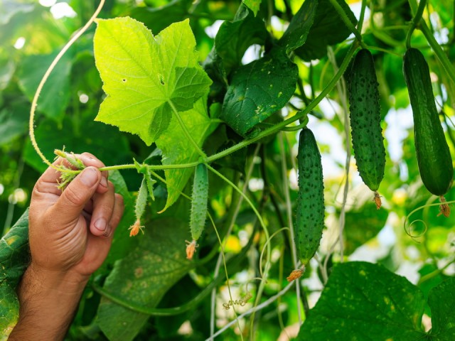 Богородская школьница поразила профессионалов прорывным проектом в агроиндустрии