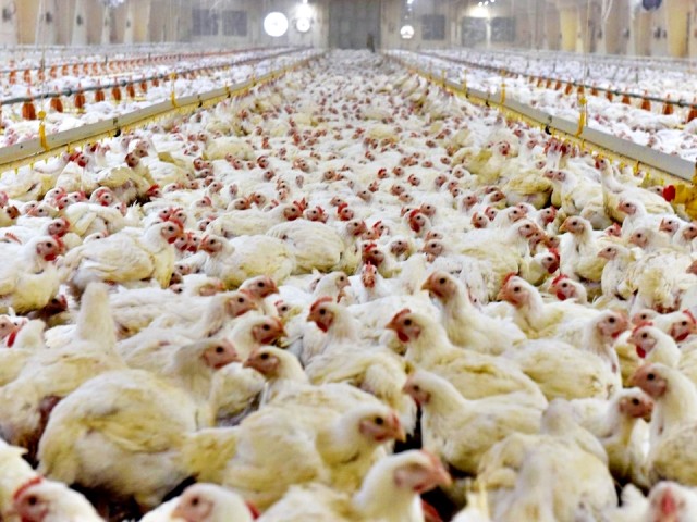 Как фермерам Серпуховского округа получить господдержку: актуальные направления и условия