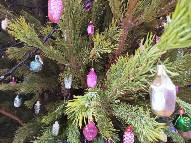 Проверь новогоднюю елку на клещей: как защититься от паразитов, принесенных в квартиру из леса