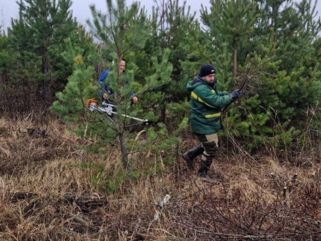 Луховицкие леса получили новую жизнь: почему ослабленные деревья убрали, и что это дает