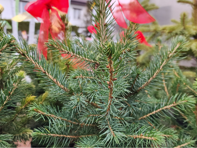 Как выбрать елку на Новый год, чтобы она не «облысела» к Рождеству? Секреты от эксперта