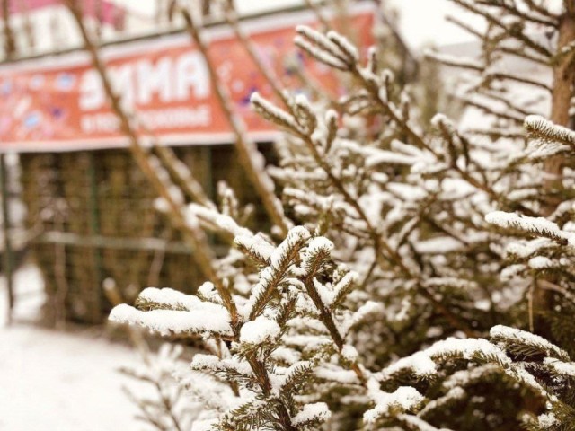 Где жителям Рузы купить новогоднюю елочку в 2025 году