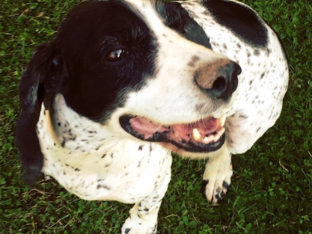 Подмосковная Панда ищет человека: трогательная история щенка, которому очень нужен дом