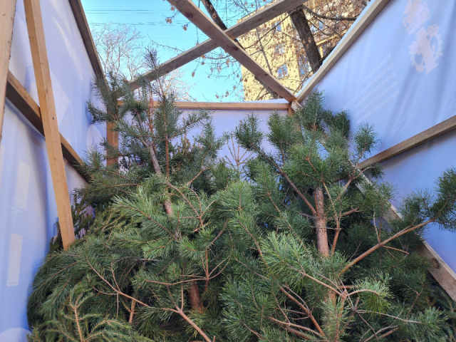 После праздников подольчане смогут сдать натуральные елки на переработку
