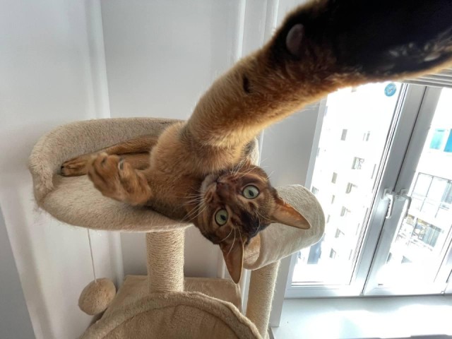 Булочки и круассаны для Корицы: как кошка стала счастливой жительницей ЖК Долгопрудного