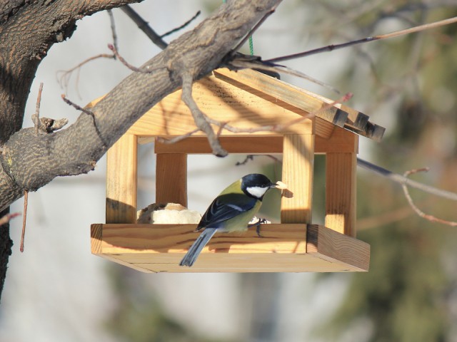 Не хлебом единым: орнитолог Анна Евсеева рассказала, чем подкармливать птиц зимой