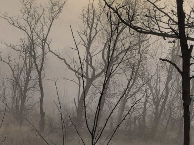 Запретный лес Трифонова дня: куда 28 декабря пропадали те, кто не слушал советы предков?