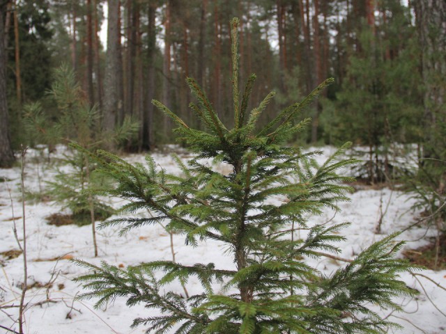 «Не руби»: егорьевские школьники напомнили, где место елкам