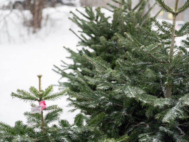 Ленинский округ готов к праздникам: открываются 23 базара с елками на любой вкус