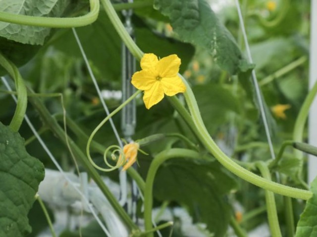 Топ-6 сортов огурцов, которые растут на подоконнике лучше, чем на даче