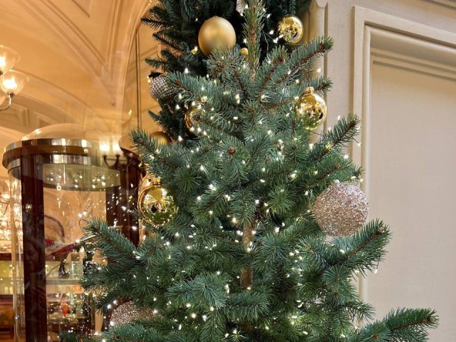 Как выбрать живую новогоднюю ель: советы эксперта для праздничной атмосферы и долговечности