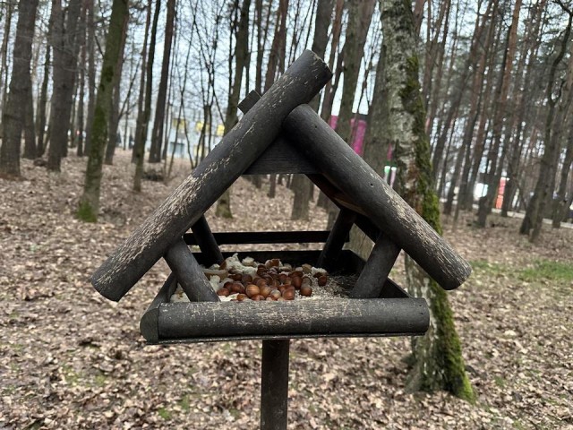 Правильный корм для белок: как поймать момент и накормить грызунов в парке «Елочки»