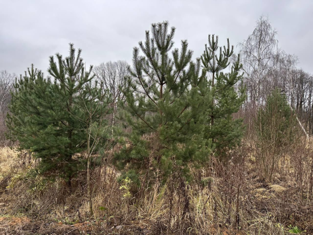 Власти округа изучат вопрос сохранения природной зоны в Барыбино