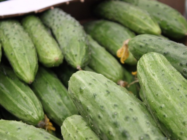 Дачникам на заметку: 6 сортов огурцов для небывалого урожая в 2026 году