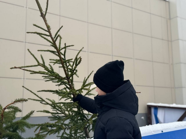 Сдать новогоднюю ель после праздника можно на шести пунктах в Мытищах