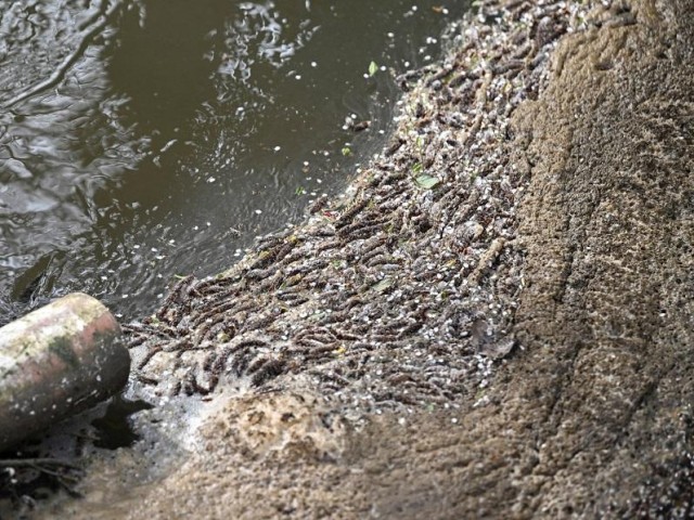 Слив кипятка в реку: что на самом деле происходит на улице Юннатов в Химках